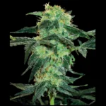 WHITE LABEL - WHITE ICE FEM