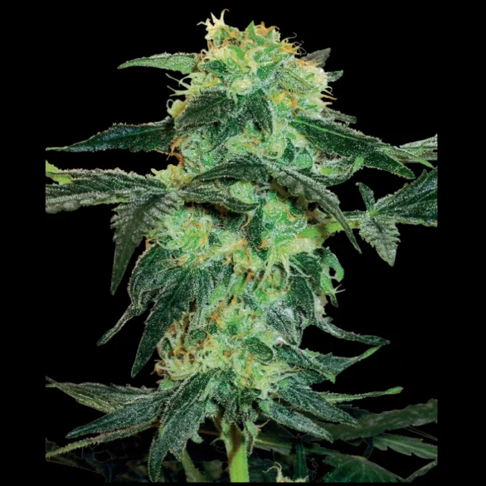 WHITE LABEL - WHITE ICE FEM – Bild 1