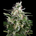 WHITE LABEL - WHITE SKUNK AUTOMATIC FEM
