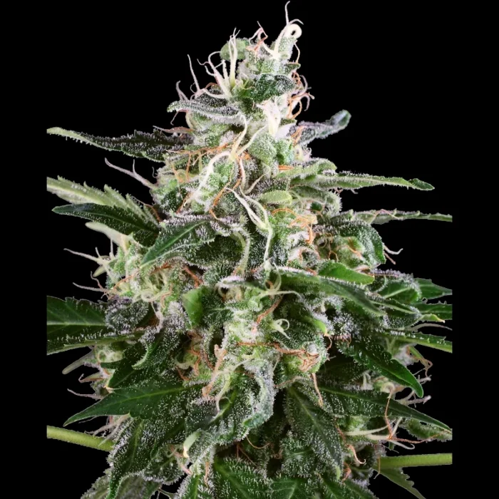 WHITE LABEL - WHITE SKUNK AUTOMATIC FEM – Bild 1
