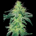 WHITE LABEL - WHITE SKUNK FEM