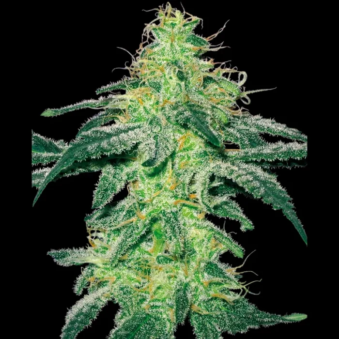 WHITE LABEL - WHITE SKUNK FEM – Bild 1