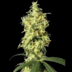 WHITE LABEL - WHITE WIDOW AUTOMATIC FEM