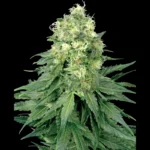 WHITE LABEL - WHITE WIDOW FEM