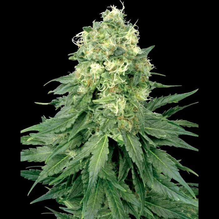 WHITE LABEL - WHITE WIDOW FEM – Bild 1