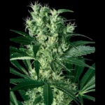 WHITE LABEL - X HAZE FEM