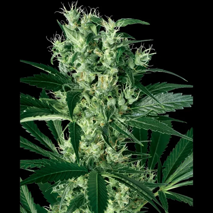 WHITE LABEL - X HAZE FEM – Bild 1