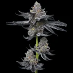 BARNEY'S FARM - LFG FEM - Image 2