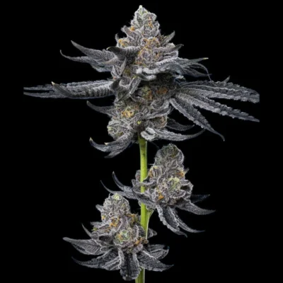 BARNEY'S FARM - LFG FEM - Image 2