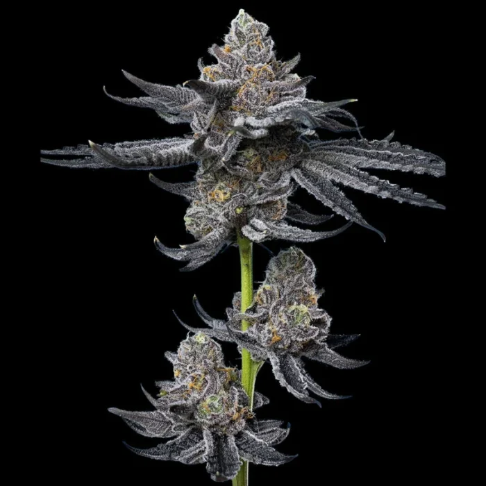 BARNEY'S FARM - LFG FEM - Imagen 2