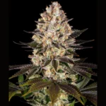 BARNEY'S FARM - HINDU KUSH FEM - immagine 2