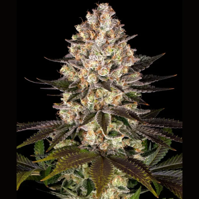 BARNEY'S FARM - HINDU KUSH FEM - immagine 2