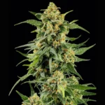 BARNEY'S FARM - SKUNK #1 FEM - Image 2