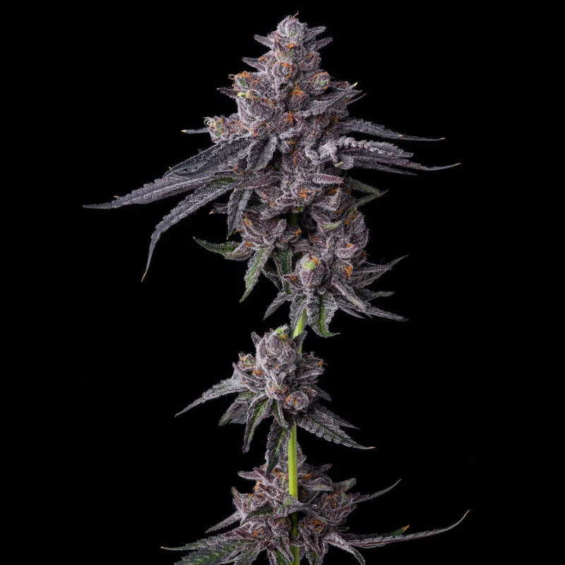 BF_zillions_fem_plant.webp BARNEY'S FARM - ZILLIONS FEM - Image 1