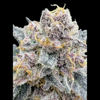 FAST BUDS - CHERRY COLA AUTO RF3 FEM - Imagen 2