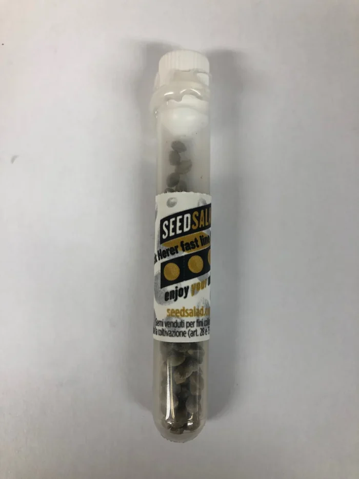 SEEDSALAD - FAST LINE JACK HERER PIPETTA 100 SEMI FEMM - immagine 3