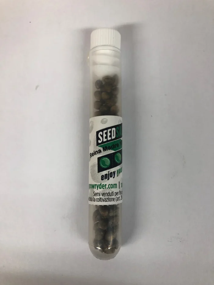 SEEDSALAD - REINA MADRE PIPETTA 100 SEMI FEMM - immagine 3