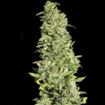 EVA SEEDS - HIGH LEVEL FEM