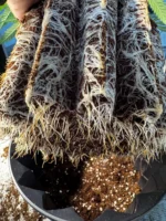 ROOTHUS POT VASO ANTISPIRALIZZAZIONE - 9 Lt - immagine 4