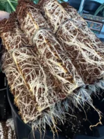 ROOTHUS POT VASO ANTISPIRALIZZAZIONE - 9 Lt - immagine 5