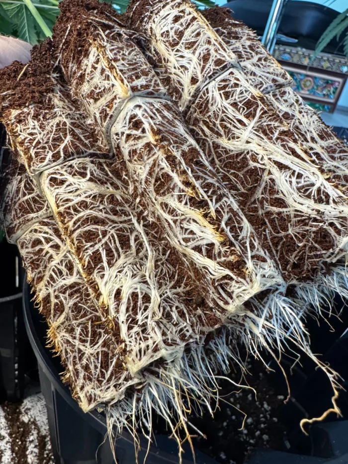 ROOTHUS POT ANTI-SPIRALISATION POT - 3 Lt. - Image 5