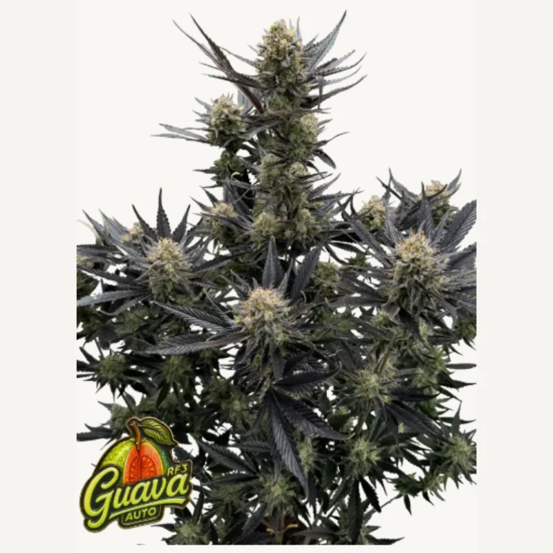 FAST-BUDS-GUAVA-AUTO-RF3-FEM_plant.webp FAST BUDS - GUAVA AUTO RF3 FEM – Bild 1