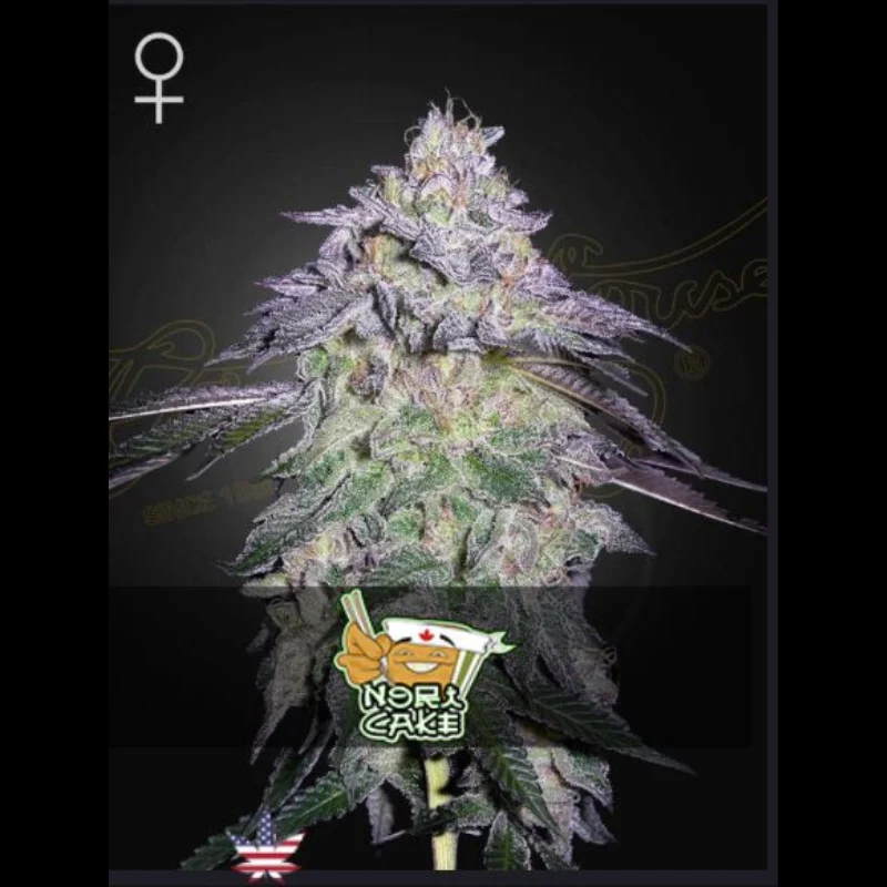 GREEN-HOUSE-SEED-CO.-NORI-CAKE-FEM_plant.webp GREEN HOUSE SEED CO. - NORI CAKE FEM - Image 1