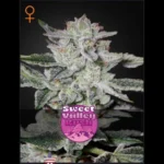 GREEN HOUSE SEED CO. - SWEET VALLEY KUSH FEM | 5 SEMI