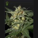 GREEN HOUSE SEED CO. - WHITE WIDOW AUTOFLOWERING FEM | 5 SEMI