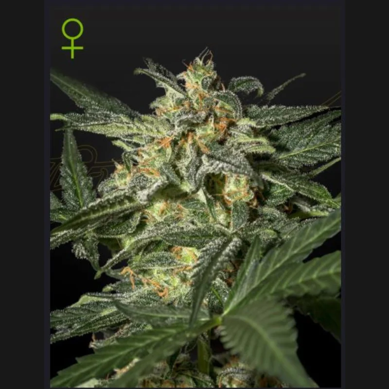 GREEN-HOUSE-SEED-CO.-WHITE-WIDOW-AUTOFLOWERING-FEM_plant.webp GREEN HOUSE SEED CO. - WHITE WIDOW AUTOFLOWERING FEM | 5 SEMI - immagine 1