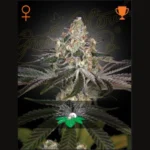 GREEN HOUSE SEED CO. - WHITE WIDOW FEM