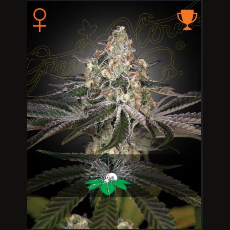 GREEN-HOUSE-SEED-CO.-WHITE-WIDOW-FEM_plant.webp GREEN HOUSE SEED CO. - WHITE WIDOW FEM - Image 1
