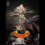 GREEN HOUSE SEED CO. - WONDER PIE FEM