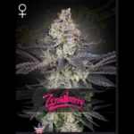 GREEN HOUSE SEED CO. - ZTRAWBERRY FEM