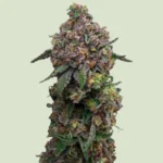 ROYAL QUEEN SEEDS - COSMIC CHEDDAR F1 FEM