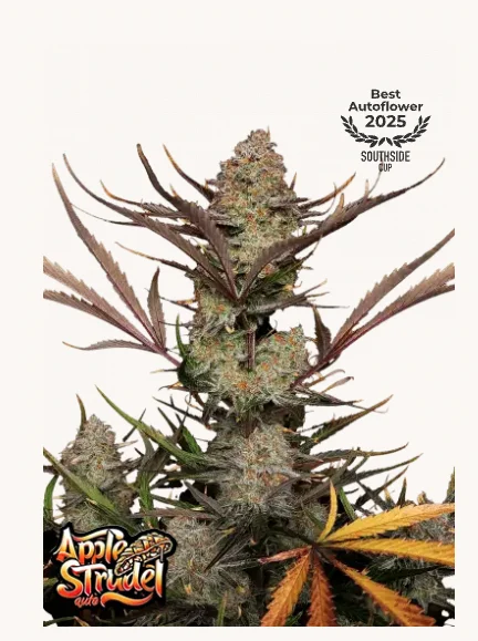 Apple Strudel Auto FastBuds - Autoflower seeds with apple-cinnamon-pastry dessert profile, authentic bakery aromas