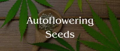 hero section for Autoflowering Seeds