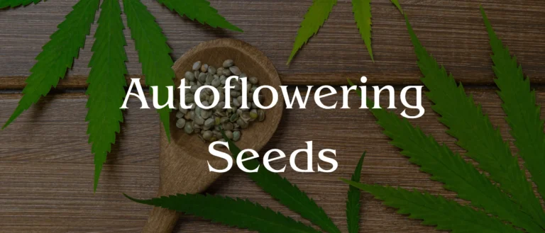 hero section for Autoflowering Seeds