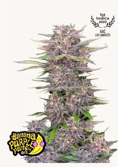 Banana Purple Punch Auto FastBuds - Creamy banana autoflower genetics, intense purple buds, unique tropical-fruity profile