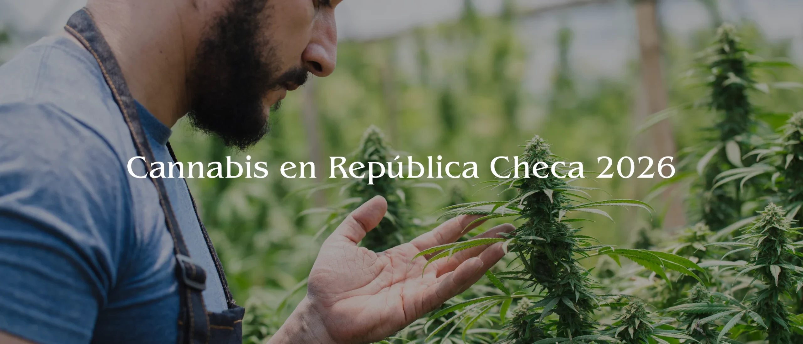 banner Cannabis en República Checa 2026