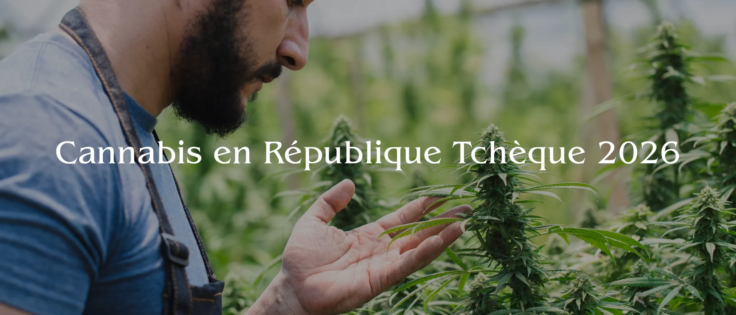 banner Cannabis en République Tchèque 2026