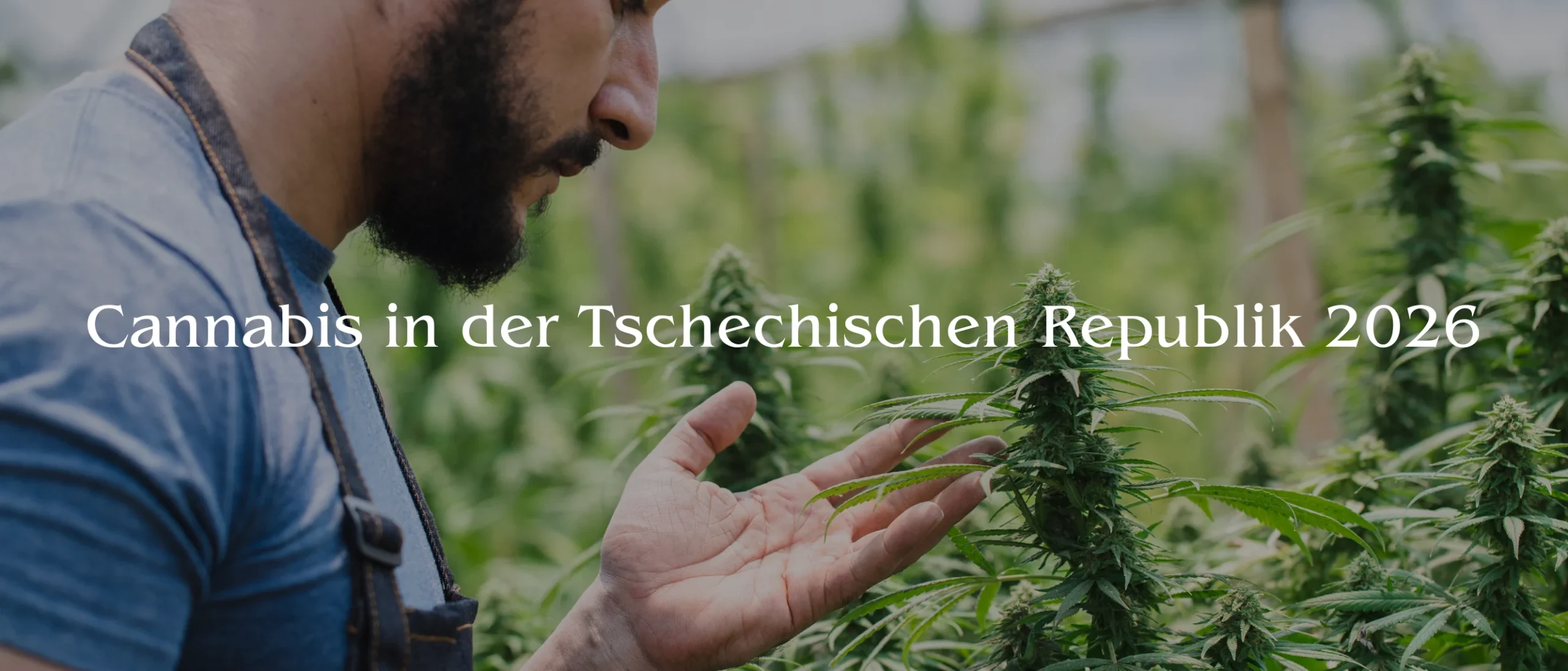 banner Cannabis in der Tschechischen Republik 2026