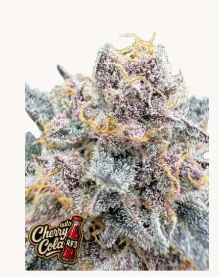 Cherry Cola Auto RF3 FastBuds - Autoflower with unique cola-cherry profile, Refined Flavour Focus technology, sweet fizzy notes