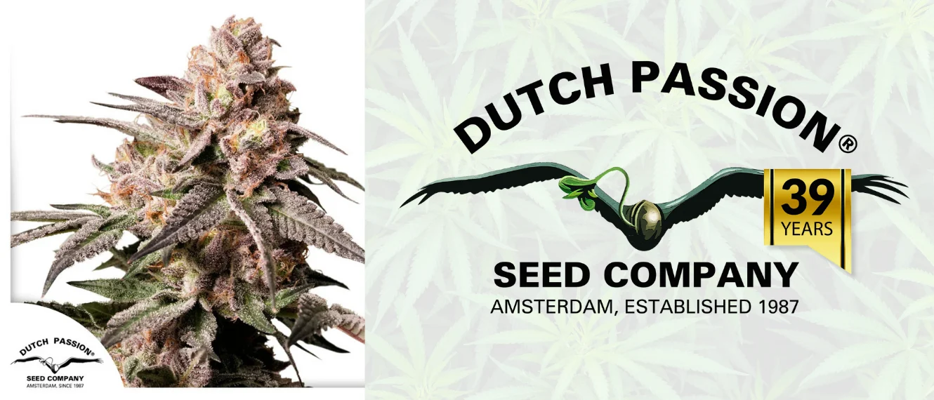 Seed Bank Leggendaria dal 1987

Oltre 35 anni di eccellenza nel breeding, dall'introduzione dei semi femminizzati alla rivoluzione delle varietà autofiorenti