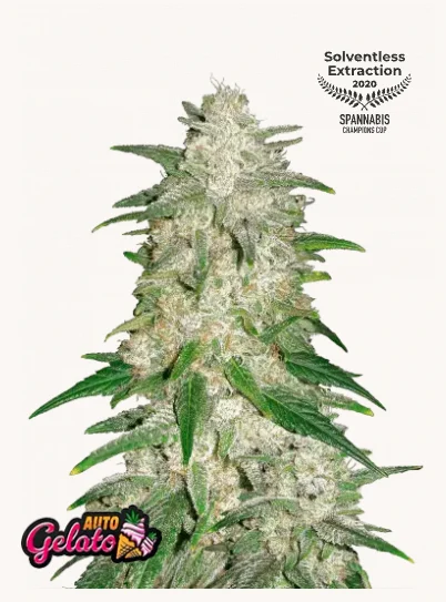 Gelato Auto FastBuds - Premium autoflower cannabis seeds with creamy dessert profile, 24% THC, elite Californian genetics