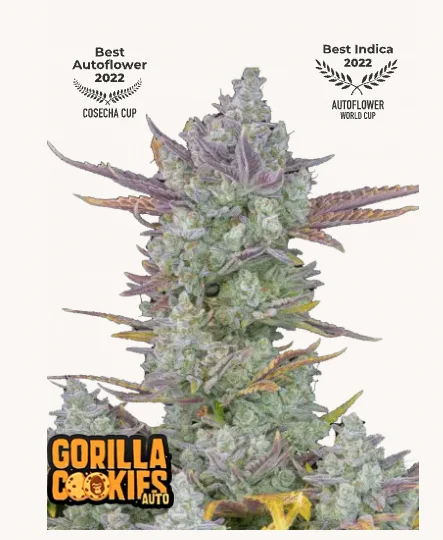 Gorilla Cookies Auto FastBuds - Powerful Gorilla Glue x Girl Scout Cookies cross, 24%+ THC autoflower, diesel-sweet profile