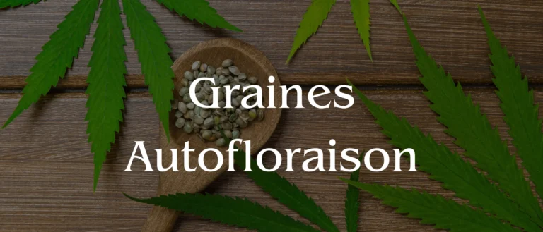 hero - Graines Autofloraison