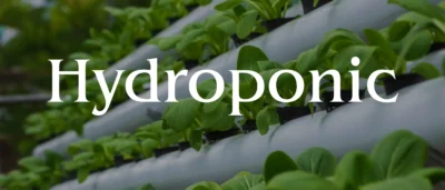 Serra idroponica moderna con coltivazione fuori suolo, file di piante verdi rigogliose cresciute in un ambiente controllato ad alta efficienza.