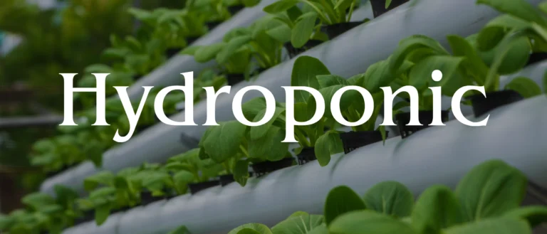 Serra idroponica moderna con coltivazione fuori suolo, file di piante verdi rigogliose cresciute in un ambiente controllato ad alta efficienza.