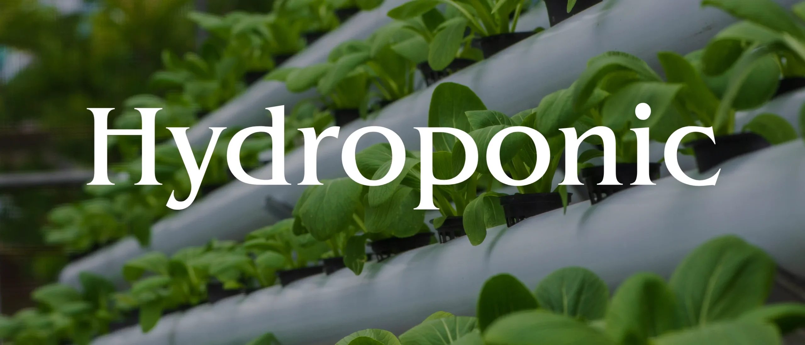 Serra idroponica moderna con coltivazione fuori suolo, file di piante verdi rigogliose cresciute in un ambiente controllato ad alta efficienza.